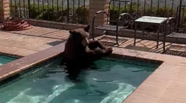 un barbat s a trezit cu ursul in jacuzzi animalul venise sa se racoreasca video