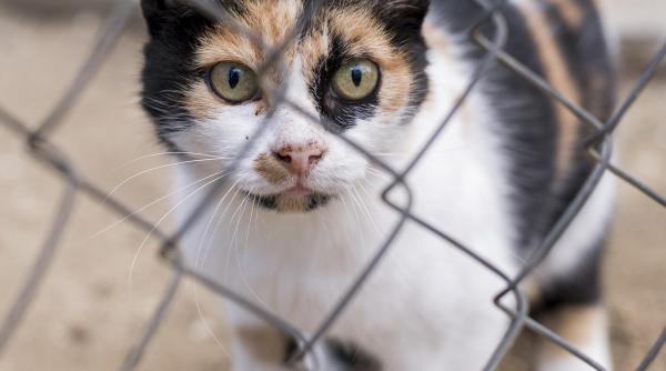 au pus cusca pentru ursul rambo si au prins o pisica