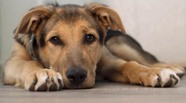 agent imobiliar arestat dupa ce a vandut o casa unui caine