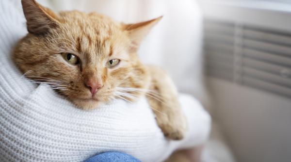 cum iti dai seama daca pisica ta e deprimata