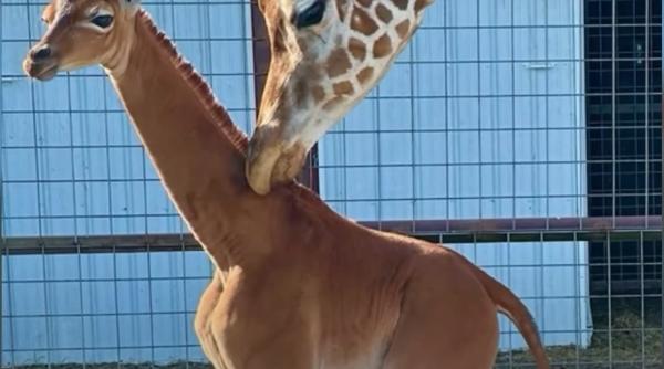 s a nascut girafa fara pete unica in lume