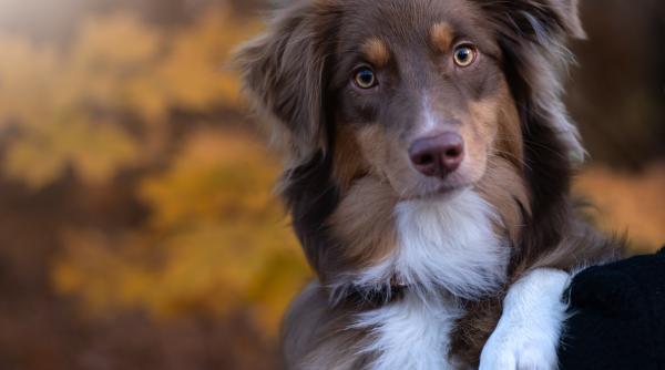 cainele tau a inghitit un corp strain ce i de facut si cand devine o urgenta