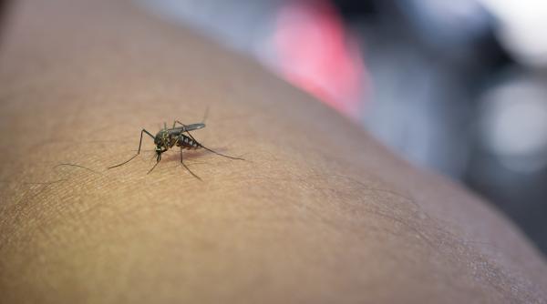prima victima a virusului west nile in romania un barbat in varsta de 82 a murit