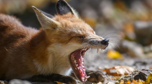 recompense in bani pentru cei care gasesc sacali si vulpi moarte si le aduc la laborator