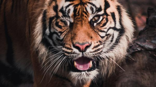 un barbat a fost atacat de tigru la gradina zoologica din barlad