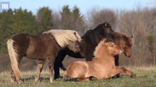 ce s a intamplat intr o herghelie a topit inimile internautilor cum au reactionat caii atunci cand un manz a cazut si nu s a mai putut ridica video