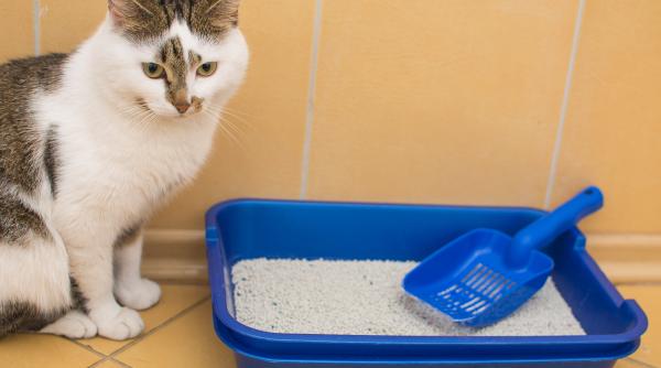 o pisica a fost la un pas sa fie eutanasiata pentru ca nu facea la litiera