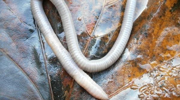 premiera mondiala un vierme gigantic a fost descoperit in creierul unei femei