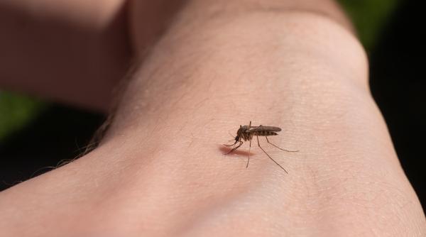 primul caz de infectare cu virusul west nile in galati anuntul primariei