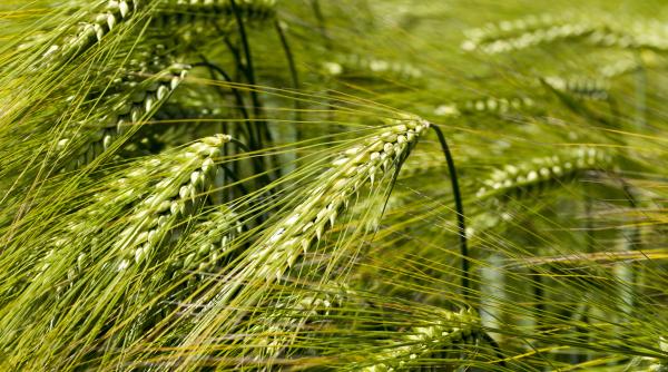 criza export cereale fermierii din ucraina nu reduc suprafetele insamantate cu grau