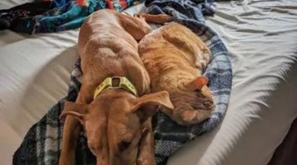 descoperirea facuta de un barbat pe camerele de supraveghere ce facea pisica familiei cand nu era nimeni acasa