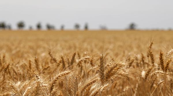 120 000 de tone de grau romanesc vandut egiptului