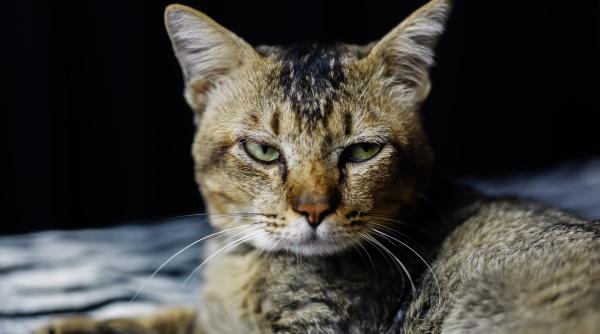 barbatul muscat de tigru spune ca piciorul i a fost sfasiat de o pisica una mare medicii l au legat de patul de spital