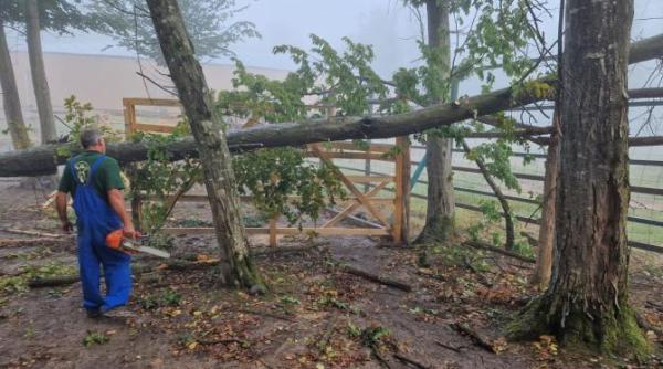 doua exemplare de zimbrii au scapat de la zoo targu mures in urma unei furtuni animalele au fost recuperate fara a fi tranchilizate