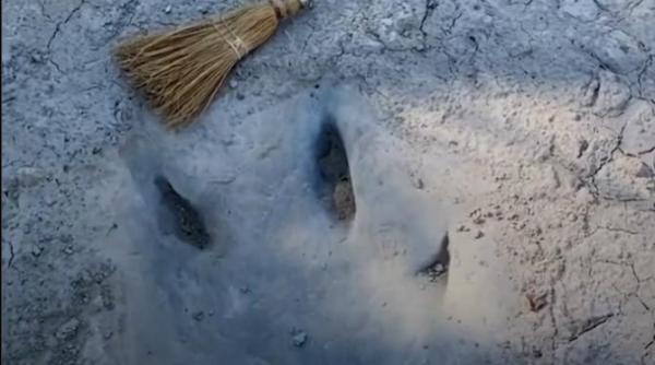 urmele unui dinozaur cu o vechime de 133 de milioane de ani au fost gasite video
