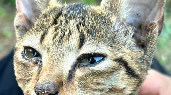 povestea impresionanta a lui crevete motanul ars care a supravietuit exploziei din crevedia nu a mieunat n a cerut nimic parca le vazuse pe toate la viata lui