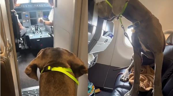 un barbat a platit 3 locuri in avion ca sa si poata lua cainele in calatorie