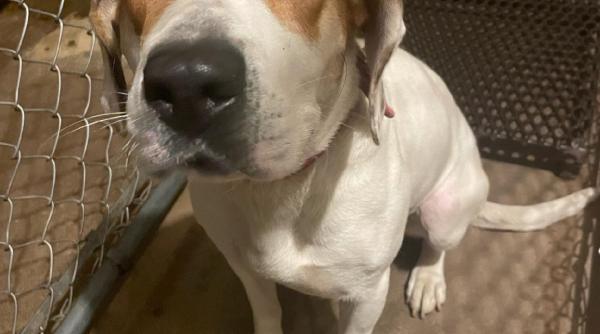 momentul cand un caine fara adapost sare in masina de politie cu un bilet la gat te rog ajuta ma