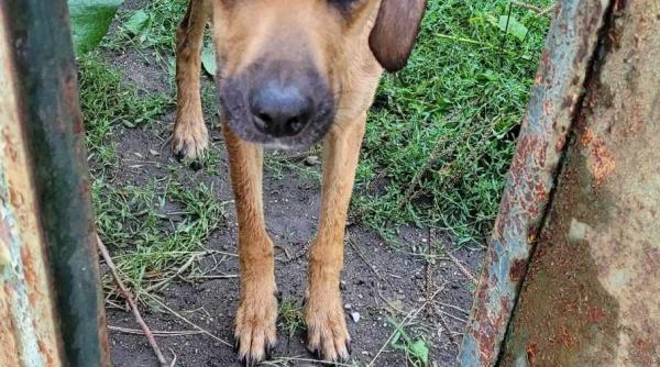 caine abandonat intr o curte parasita fara apa si mancare proprietarii spun ca asa trebuie sa arate