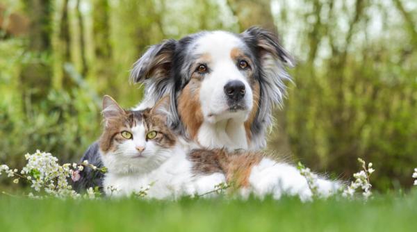 caine sau pisica afla ce animal de companie ti se potriveste