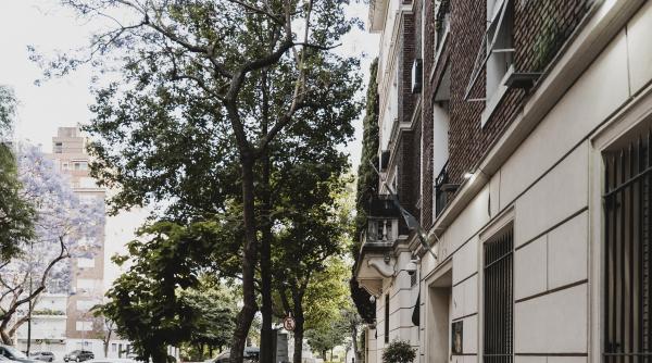 copac doborat de vant in capitala o persoana a fost ranita