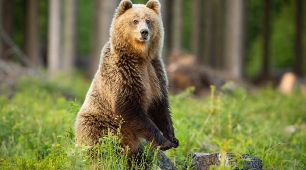 o ursoaica trimisa la reabilitare dupa ce a dat zeci de spargeri in locuinte