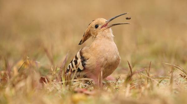 de unde provine expresia colac peste pupaza