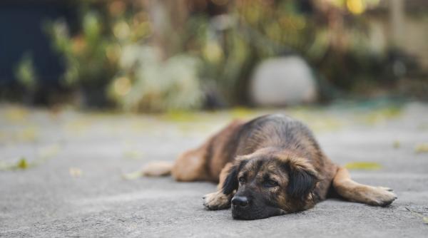 targ pentru adoptii de catei in parcul ior care este programul