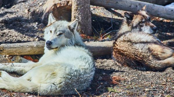 fetita muscata de lup la zoo sibiu este constienta si a primit vaccin antitetanos