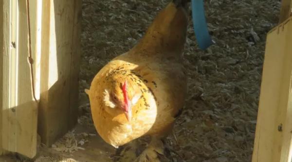 povestea lui peanut cea mai batrana gaina din lume a fost descoperita intr un ou putrezit in urma cu 21 de ani