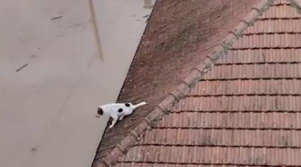 un caine a ramas blocat pe acoperis in mijlocul apelor dupa inundatiile din grecia imaginea sfasietoare care a topit inimile internautilor