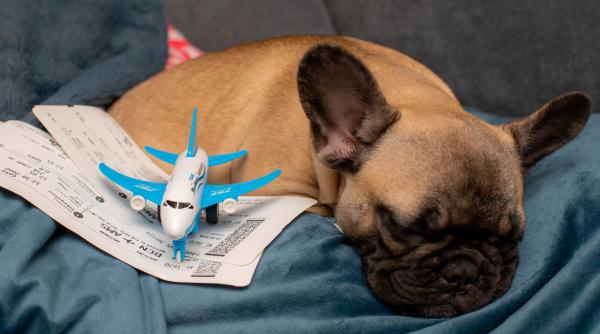 calatorie de cosmar un cuplu isi vrea banii inapoi pe biletele de avion dupa ce a zburat 13 ore langa un caine care sforaia saliva si dadea vanturi