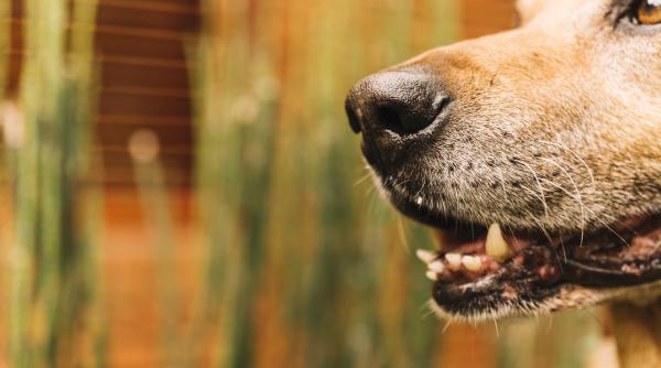 un caine cu stapan dar care circula liber a atacat doua persoane in sectorul 6