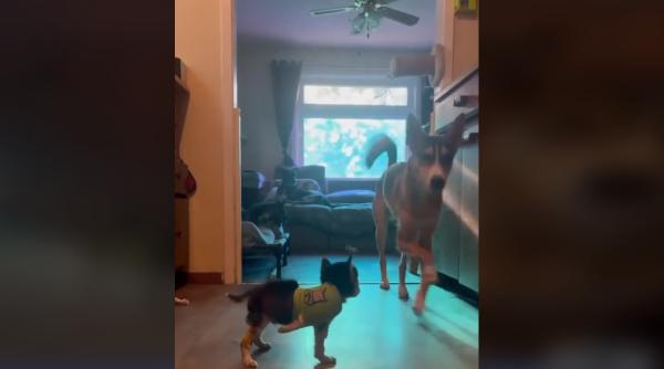 momentul adorabil cand un husky ii arata unui catel cu trei picioare cum sa mearga clipul emotionant a ajuns viral video