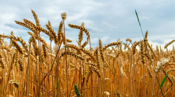 fermierii romani cer prelungirea masurilor restrictive asupra importurilor de cereale din ucraina