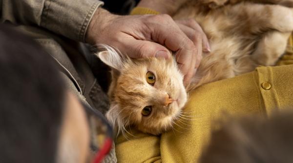 cum sa ti ingrijesti pisica in primele zile dupa ce ai sterilizat o