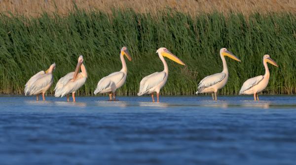 excursiile pentru vizitarea coloniilor de pasari din delta interzise amenzi de pana la 50 000 de lei