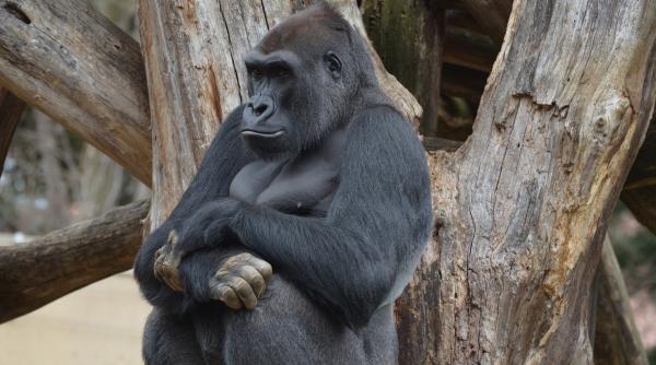premiera o gorila a fost vindecata de artrita cu ajutorul celulelor stem