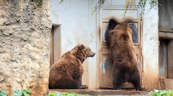 un urs a furat o plasa cu paine din casa unor localnici din baia de fier