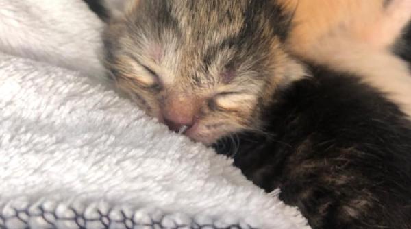 in 2023 inca se arunca suflete nevinovate la gunoi in pungi de plastic bine legate la gura patru pui de pisica isi cauta omul