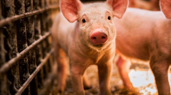 pariul lui florin barbu cu ministerul agriculturii privind productia de porci video