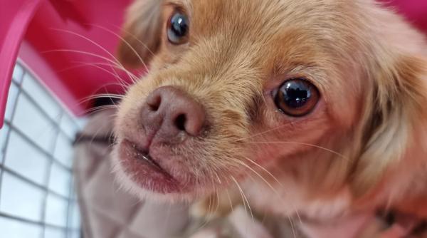 abandonarea sufletelului care v a primit cu bucurie acasa nu se va sterge niciodata din cartea vietii doi ochisori aurii cauta iubire