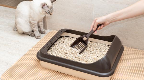 pisica nu mai face la litiera iata ce probleme ar putea avea