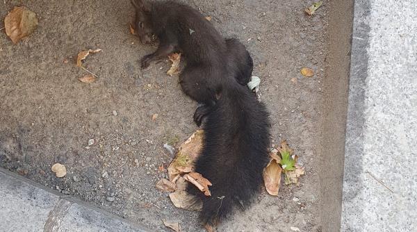 veverita gasita moarta de o locuitoare a sectorului 1 pe strada lui clotilde armand ceva mai trist nu am vazut