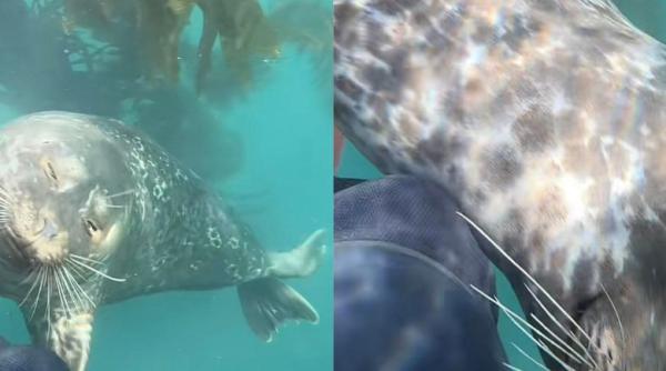 o foca a imbratisat un scafandru imaginile au strans milioane de vizualizari pe tiktok video