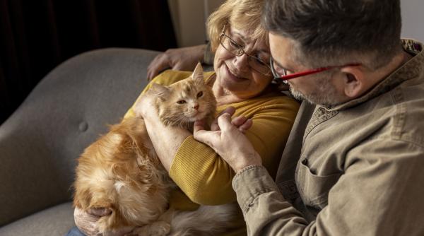pisicile ne considera parintii lor o demonsteaza un studiu stiintific