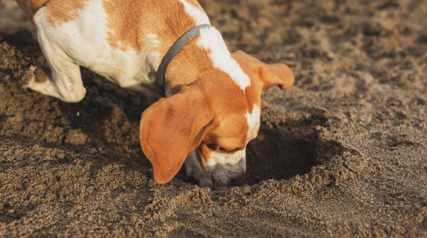 de ce cainii mananca uneori pamant