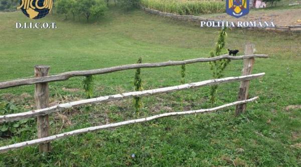 doua persoane care cultivau canabis pe un camp din bistrita nasaud cercetate in arest preventiv