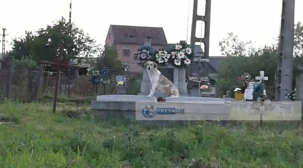 hachiko de romania un caine pazeste mormantul stapanului sau in satu mare