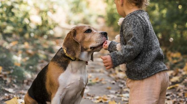 o fetita de doi ani ratacita a fost gasita in padure alaturi de cainii familiei